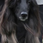Afgánský chrt (Afghan Hound)