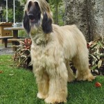 Afgánský chrt (Afghan Hound)