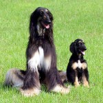 Afgánský chrt (Afghan Hound)