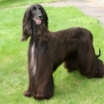 Afgánský chrt (Afghan Hound)