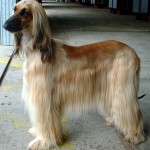 Afgánský chrt (Afghan Hound)
