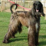 Afgánský chrt (Afghan Hound)
