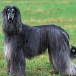 Afgánský chrt (Afghan Hound)