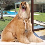 Afgánský chrt (Afghan Hound)