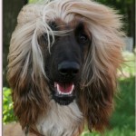 Afgánský chrt (Afghan Hound)