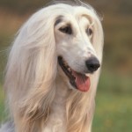 Afgánský chrt (Afghan Hound)
