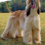 Afgánský chrt (Afghan Hound)