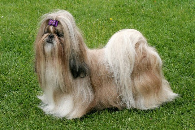shi shih tzu shi tzu icu shih tzu breeds picture shi shih tzu shi tzu icu shih tzu breeds picture