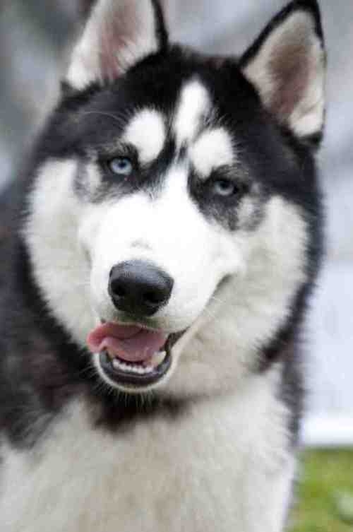 siberian husky rottweiler mix rottweiler and husky mix breeds picture siberian husky rottweiler mix rottweiler and husky mix breeds picture