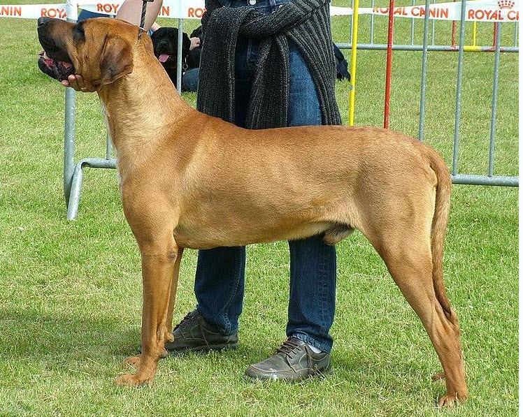 japanese fighting pin presa canario kennels on japanese fighting pin presa canario kennels on